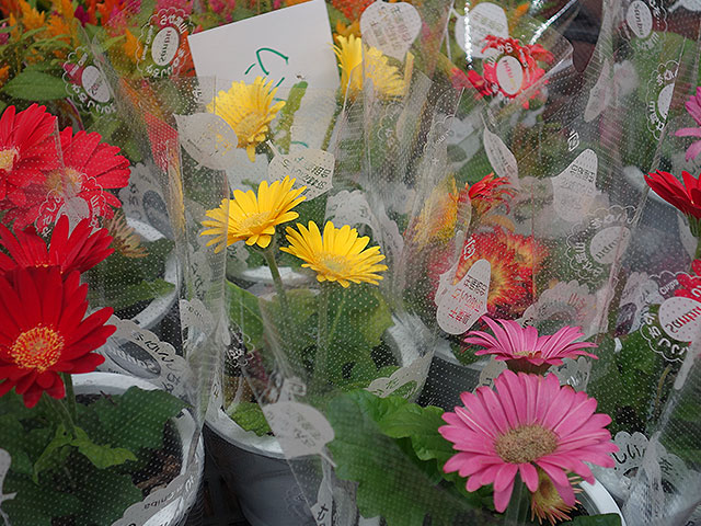 ２０１６年花鉢育て方 ガーベラ 高円寺純情商店街