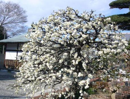 花の寺めぐり　11号-5