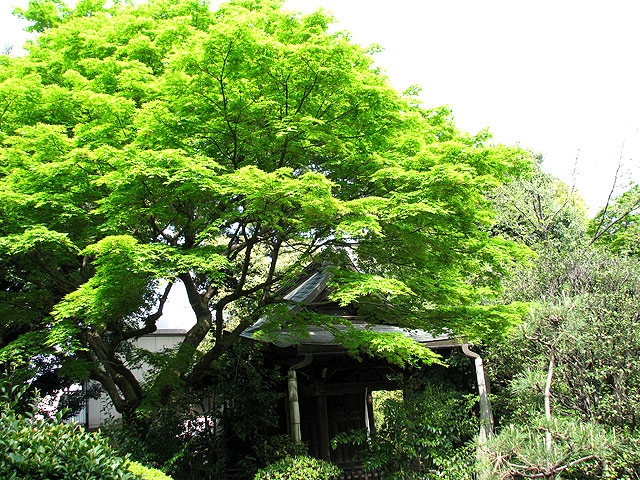 第１７号　西照寺