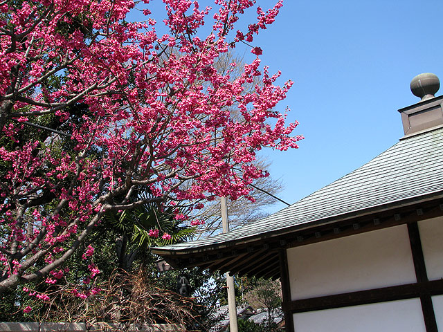 第１７号　松應寺