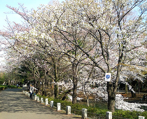 第１７号　馬橋公園