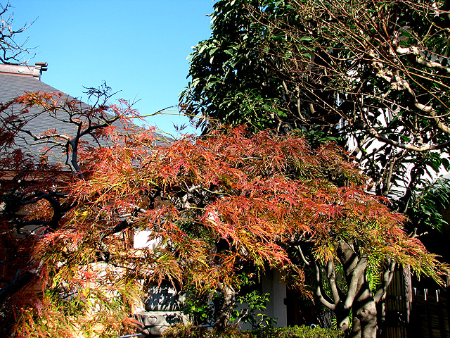 鳳林寺