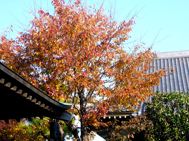 松應寺