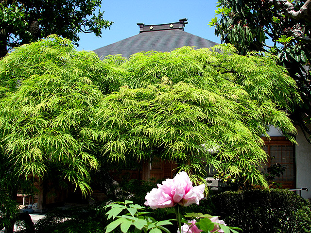 鳳林寺