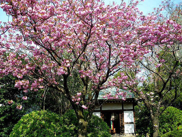 高圓寺