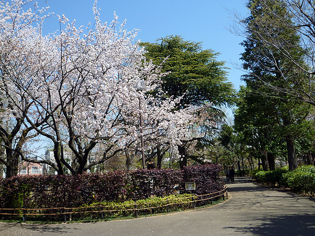 馬橋公園