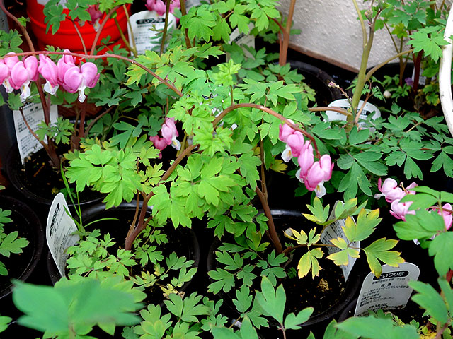 2014年びっくり市花鉢プレゼント・たいつり草