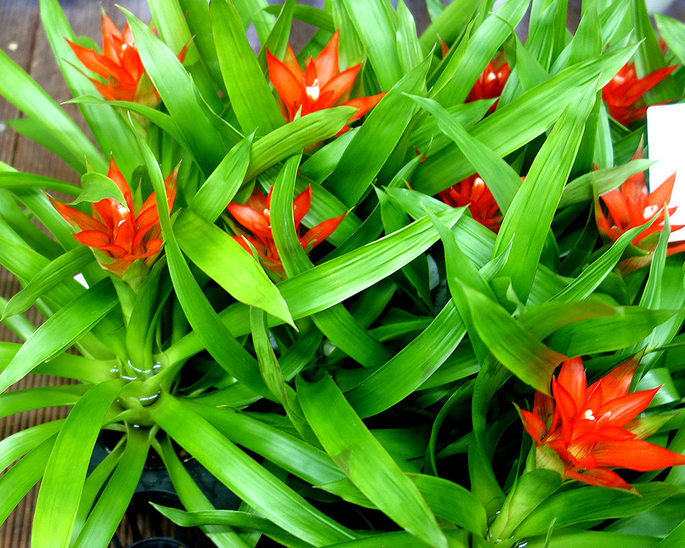 第170回春のびっくり市花鉢管理法