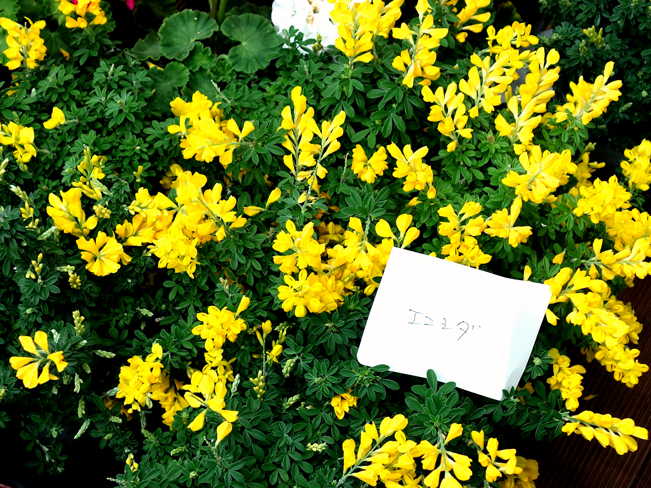 第172回春のびっくり市花鉢管理法